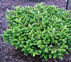       Abies koreana  Oberon